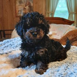 Baxter - Black and tan male Havapoo puppy in Blanch, North Carolina from Faithful Hearts Kennel