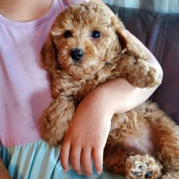 Lolly- Super Playful Apricot AKC Mini - Red  female Poodle puppy in Falcon, Missouri from Cedar House Heritage Poodles | AKC Toy & Miniature Poodle Puppies Raised in Home