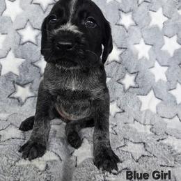 Blue Girl - Black and white female German Wirehaired Pointer puppy in Potosi, Wisconsin from Point and Flush Gun Dogs