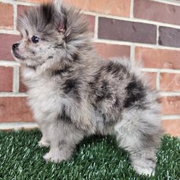 Pomeranian Puppies from Imperial Pomeranians
