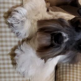 Frankie - Miniature Schnauzer