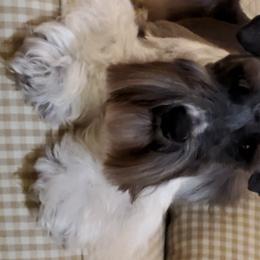 Frankie - Miniature Schnauzer
