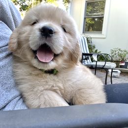 Golden Retriever Puppies from Winstone Goldens