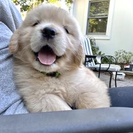 Golden Retriever Puppies from Winstone Goldens