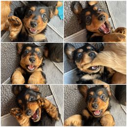 Dachshund Puppies from PriMar Miniature Longhaired Dachshunds