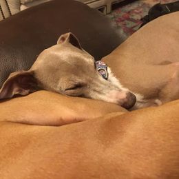 Italian Greyhound All Grown Up from Uwharrie