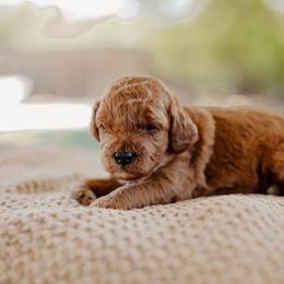 Goldendoodle and Sheepadoodle Puppies from Red River Goldendoodles