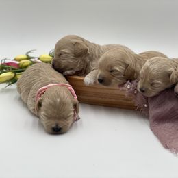 Maltipoo Puppies from Grassy Meadow Pups