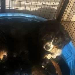 Girl 1 - female Golden Mountain Dog puppy in Fowlerville, Michigan from Spraggins Sweet Acres