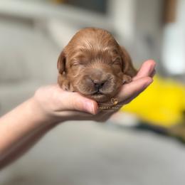 Cockapoo Puppies from Chesley Hill Cockapoos