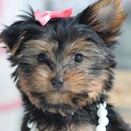 Tinkerbell - Black and gold female Yorkshire Terrier puppy in Hughesville, Missouri from Puppykiss4u