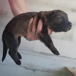 Plum - Sable female German Shepherd puppy in Harwood, Maryland from Reddington Shepherds