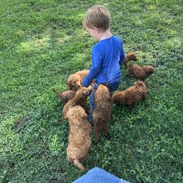 Goldendoodle, Poodle, and Shihpoo Puppies from Geise Meadow Doodles