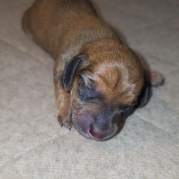Shaded red boy - Red male Dachshund puppy in West Plains, Missouri from Spring Creek Dachshunds