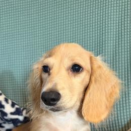 Tig - Cream male Dachshund puppy in Keota, Oklahoma from Skyview Doxie Ranch