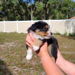 Toy Australian Shepherd Puppies from Beasley Acres Aussies