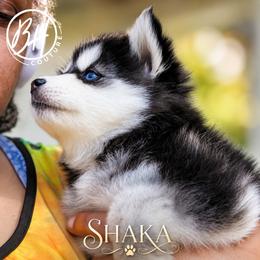 Girl 1(SHU-KA-KU aka Shaka) - Black and white female Pomsky puppy in Norfolk, Virginia from 'Brick'House Couture Pomskies