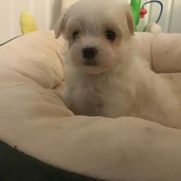 Donatello - White male Maltipoo puppy in Raleigh, North Carolina from Loveable Litters