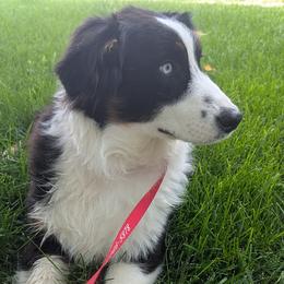 June - Australian Shepherd
