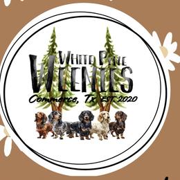 Dachshunds from White Pine Weenies