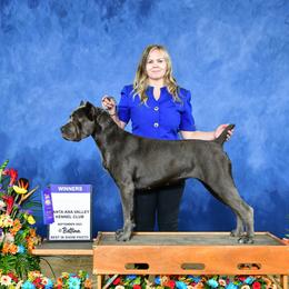Nala - Cane Corso