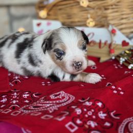 Ken - Blue merle Miniature Australian Shepherd puppy in Azle, Texas from Weston Family Farms