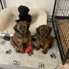 Sheepadoodle and Whoodle Puppies from Aisling Pups