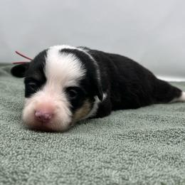 Stormy - Black and tan female Pembroke Welsh Corgi puppy in Waco, Texas from The Comma Corgis