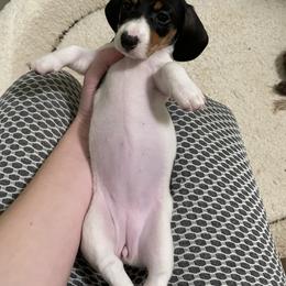 Dachshund Puppies from Hursh’s Hounds