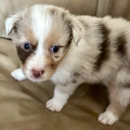Boy 6 - Australian Shepherd puppy from Two Nichols Aussies