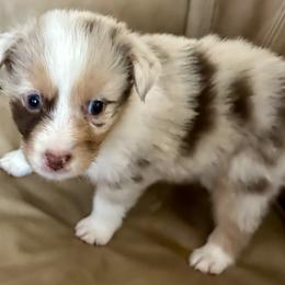 Boy 6 - Australian Shepherd puppy from Two Nichols Aussies