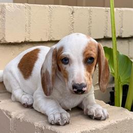 Red Piebald Male Short Haired Dachshund - Piebald male Dachshund puppy in Arcadia, California from Cruz Industries - Dachshund Company & French Bulldog Company