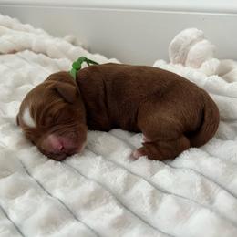 Harbor - Red  male Goldendoodle puppy in Apopka, Florida from The Classic Doodle