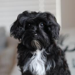 Ebony - Black and tan brindle female Havapoo puppy in Eagle Mountain, Utah from Lady Paws Puppies