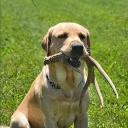 Blue - Labrador Retriever