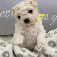 Bolognese Puppies from Blossom Bolognese