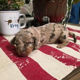 Biscotti - Dapple male Dachshund puppy in Castalia, North Carolina from Short Stuff Doxies