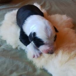 Tess - Black and white female Border Collie puppy in Montague, California from Flock and Fang