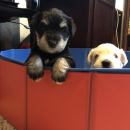 Miniature Schnauzer and Poodle Puppies from Bits & Bytes Farm