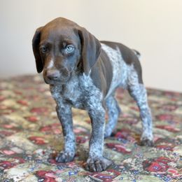 German Shorthaired Pointer, Labrador Retriever, and Working Cross Puppies from Upland Valley Kennels