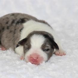 Remington - Blue merle male Australian Shepherd puppy in Circleville, Utah from Canyon Creek Aussies