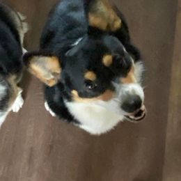Dachshunds and Pembroke Welsh Corgis from Kuhbander Stable Llc