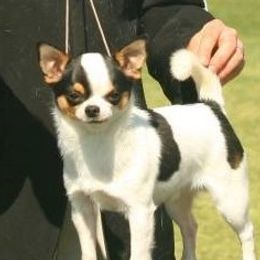 Trouble - Chihuahua