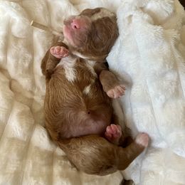 Joy - Red  female Goldendoodle puppy in Apopka, Florida from The Classic Doodle