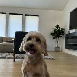 Cozy - Goldendoodle