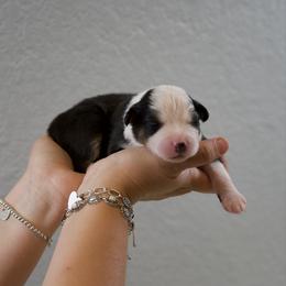 Ross - Black tri-color male Australian Shepherd puppy in Bertram, Texas from Ashley’s Australian Shepherds