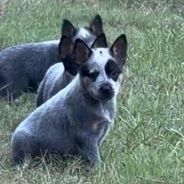 Lyre - Blue female Australian Cattle Dog puppy in Devalls Bluff, Arkansas from Coolhand's Australian Cattle Dogs