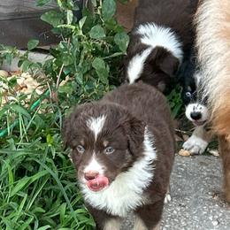 July - Red tri-color male Australian Shepherd puppy in Fort Myers, Florida from U Cross Australian Shepherds