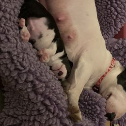 Miniature Bull Terrier Puppies from York