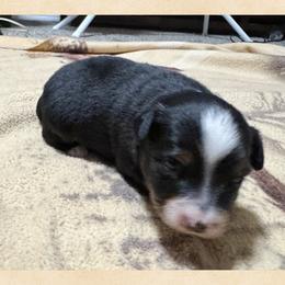 Boy 3 Aussie - Black tri male Miniature Australian Shepherd puppy in Pensacola, Florida from TNT MINI AUSSIES
